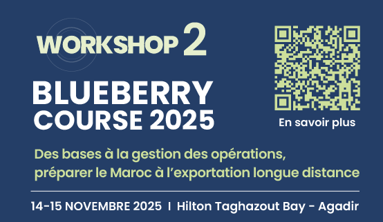 Blueberry Course 2025: Des bases à la gestion des opérations : Préparer le Maroc à l’exportation longue distance